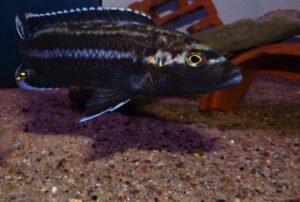 Melanochromis melanopterus 'Likoma Island'